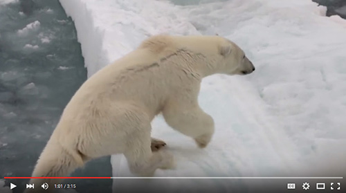 Endangered polar bear ... anecdote for former President Tong, icon for Peter Willcox. Image: Greenpeace video