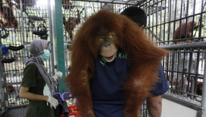 Aceh citizens take legal action to protect Sumatran jungle