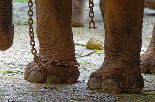 An elephant used for tourist rides or performances being kept in chains behind the scenes. Image: World Animal Protection