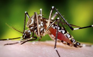 Fiji’s clean-up campaign aims to take the sting out of zika