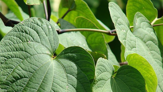 Santo kava farmers fear ‘silent killer’ investor threat to their production