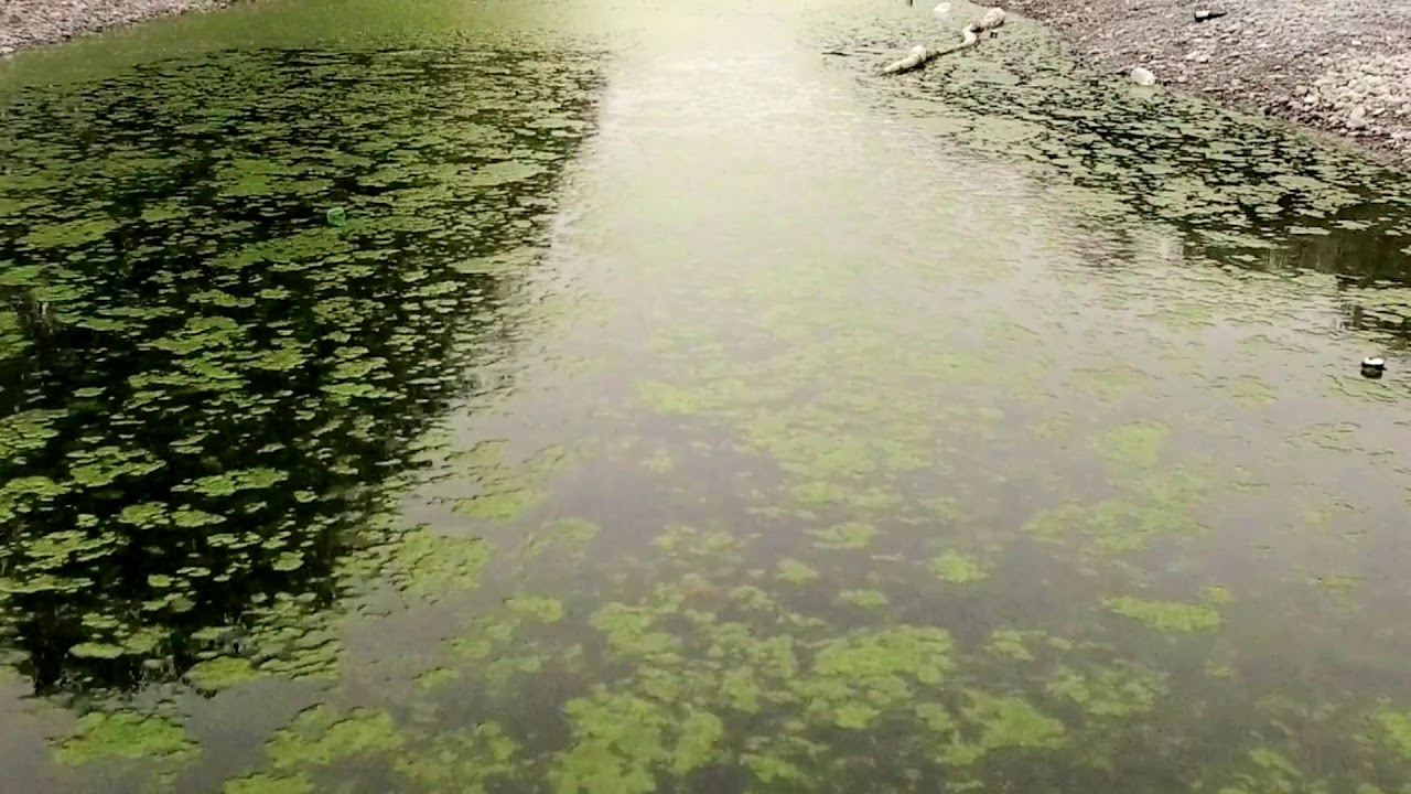 Naashon Zalk: Why are New Zealand’s waters so polluted? | Asia Pacific ...