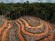 Greenpeace blasts palm oil industry deforestation in West Papua