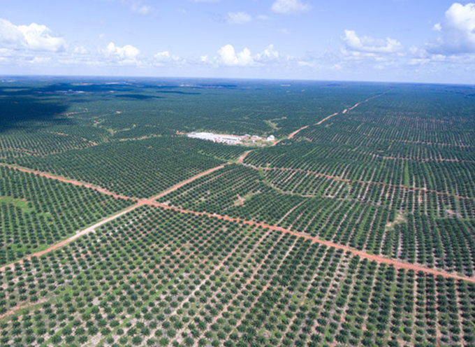 Investments Minister Rules Out More Palm Oil Plantations In Papua