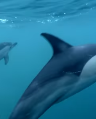 NZ earth video still