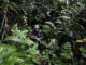 Indonesian soldier in Papua