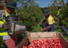 Fruit pickers in NZ