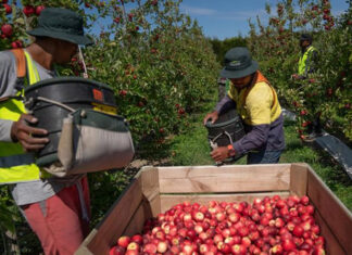 Fruit pickers in NZ