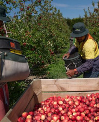 Fruit pickers in NZ