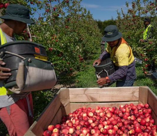 Fruit pickers in NZ