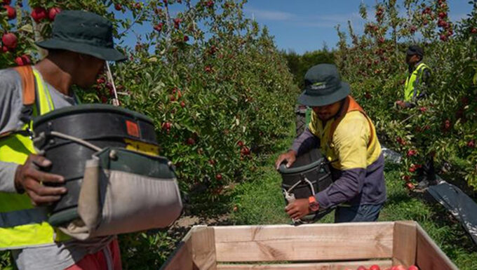 NZ to admit 2000 Pacific horticulture workers under strict conditions Fruit pickers in NZ