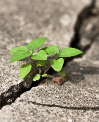 Bryan Bruce: The hope that arises in spite of the chaotic pro-Trump storm Hope