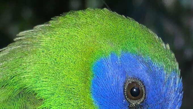 New sighting of endemic bird signals need to stop logging in the Solomons