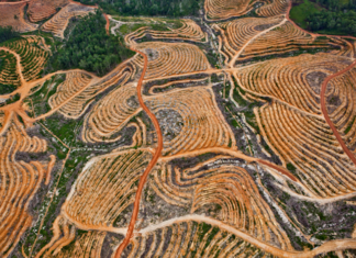 Deforestation in Central Kalimantan