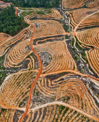 NZ dairy industry linked to illegal Indonesian plantations, says report Deforestation in Central Kalimantan