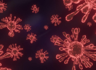 Six of the omicron cases reported in Auckland