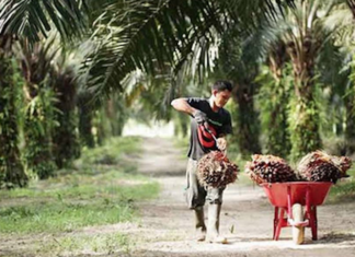 Indonesian worker collects palm oil fruits