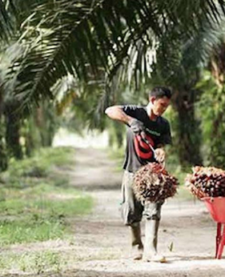 Indonesian worker collects palm oil fruits