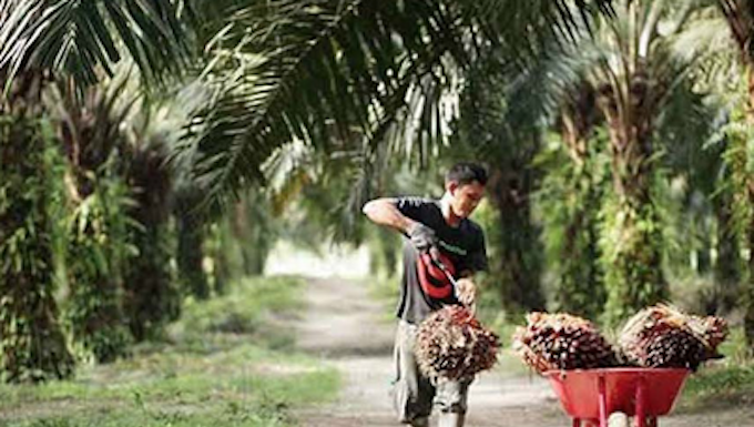 Indonesian worker collects palm oil fruits