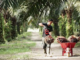 Indonesian worker collects palm oil fruits