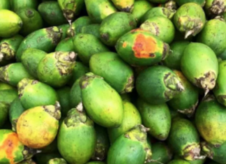 betelnut