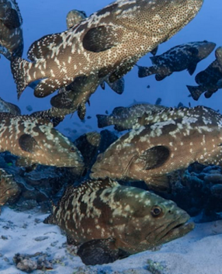 Spawning kawaka
