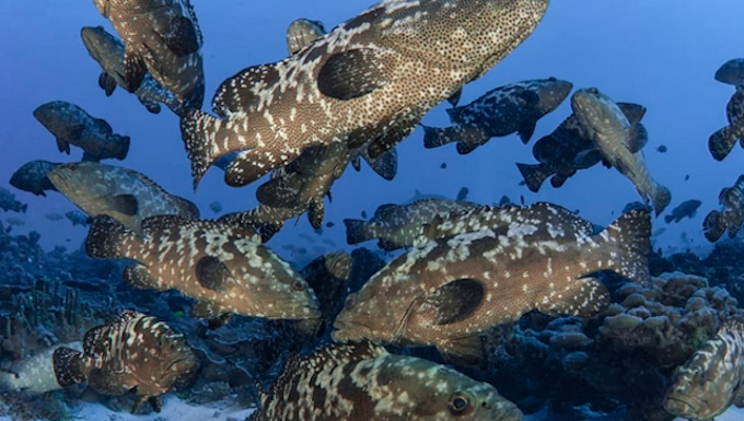 Spawning kawaka