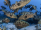 Spawning kawaka