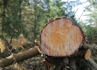 The social value of forestry was considered inefficient and wasteful