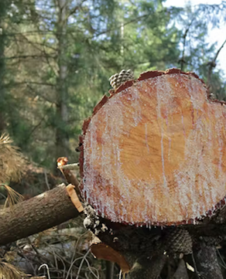 The social value of forestry was considered inefficient and wasteful