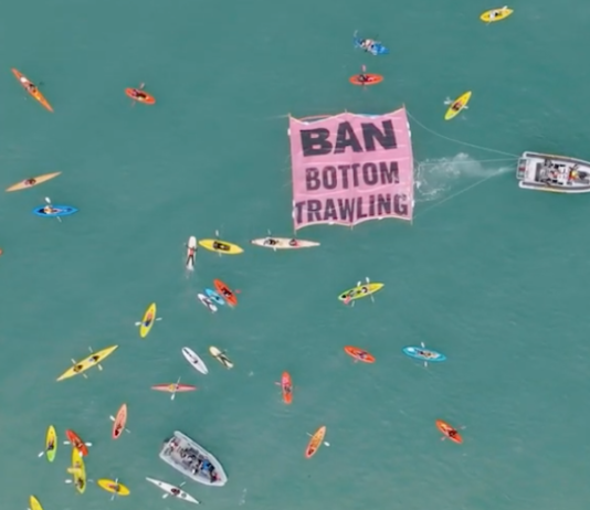 The "ban bottom trawling" flotilla off Mission Bay beach