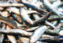 Fresh fish at a wet market