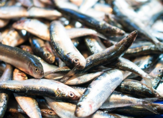 Fresh fish at a wet market