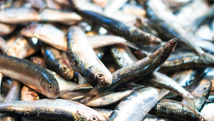 Fresh fish at a wet market
