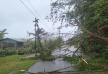 Uprooted trees on the island of Rota, Northern Marianas