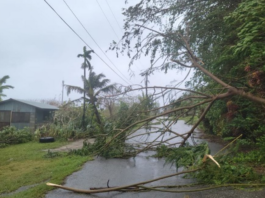 Uprooted trees on the island of Rota, Northern Marianas