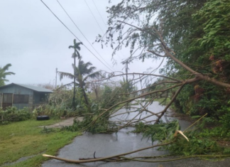 Uprooted trees on the island of Rota, Northern Marianas