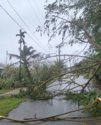 Uprooted trees on the island of Rota, Northern Marianas