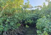 Mangrove forest conservation is crucial for global strategies on climate change mitigation