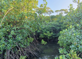 Mangrove forest conservation is crucial for global strategies on climate change mitigation