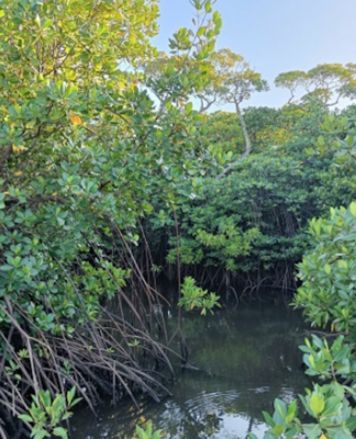 Mangrove forest conservation is crucial for global strategies on climate change mitigation