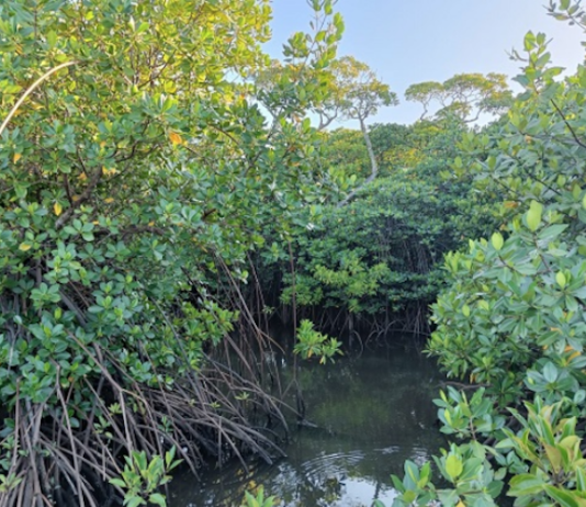 Mangrove forest conservation is crucial for global strategies on climate change mitigation