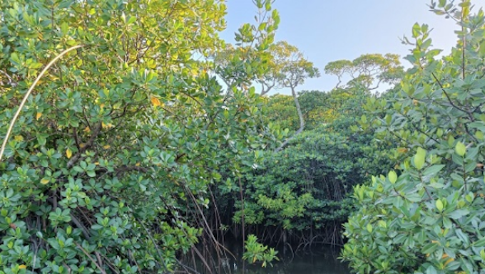 How mangroves are crucial for Fiji’s climate strategy – and the world Mangrove forest conservation is crucial for global strategies on climate change mitigation