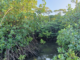 How mangroves are crucial for Fiji’s climate strategy – and the world Mangrove forest conservation is crucial for global strategies on climate change mitigation