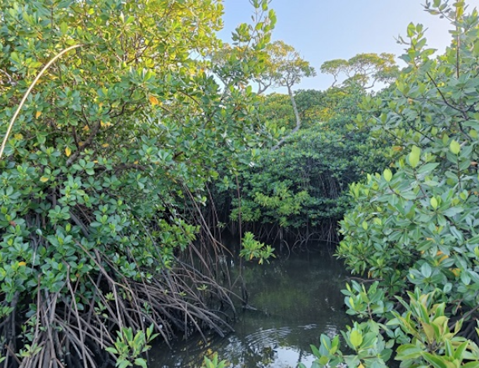 Mangrove forest conservation is crucial for global strategies on climate change mitigation