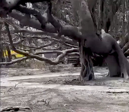 The majestic 150-year-old banyan tree in front of the historic courthouse in Lahaina still stands following destructive wildfires on Maui