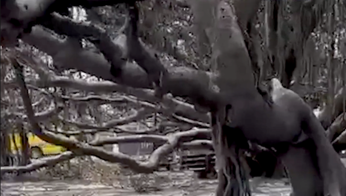 The majestic 150-year-old banyan tree in front of the historic courthouse in Lahaina still stands following destructive wildfires on Maui