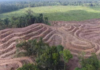 Land clearing in West Papua region's Grime Nawa Valley, Jayapura Regency