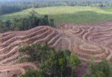 Land clearing in West Papua region's Grime Nawa Valley, Jayapura Regency