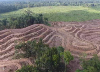 Land clearing in West Papua region's Grime Nawa Valley, Jayapura Regency